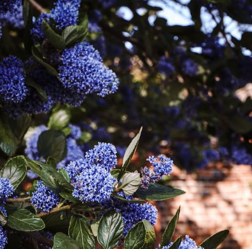 Ceanothus thyrsiflorus o Lila de California Ø18cm