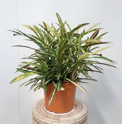 Croton "Codiaeum variegatum “Eleanor Roosevelt” Ø19cm   de 40/45cm de altura