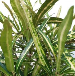 Croton "Codiaeum variegatum “Eleanor Roosevelt” Ø19cm   de 40/45cm de altura