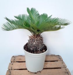 Cyca Revoluta ou "Palma de Sagù Vitate" Ø20 cm