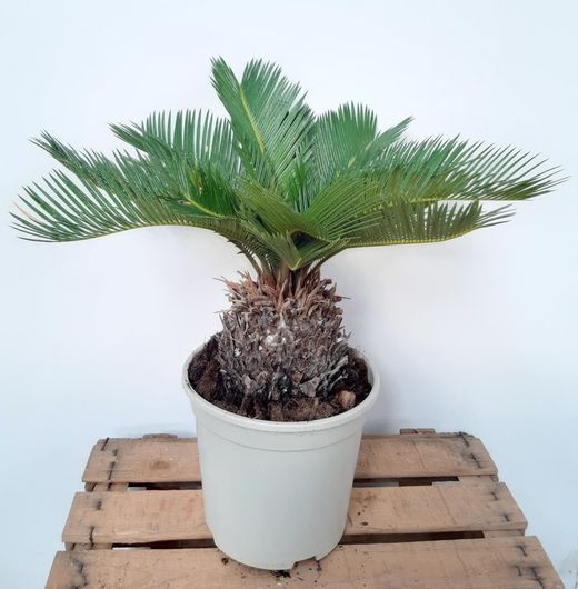 Cyca Revoluta o "Palma de Sagù Vitate" Ø20 cm