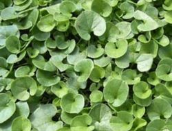 Sementes de Dichondra Repens da marca Fito