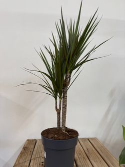 DRACAENA MARGINATA M-17