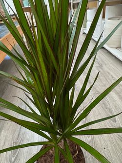DRACAENA MARGINATA M-17
