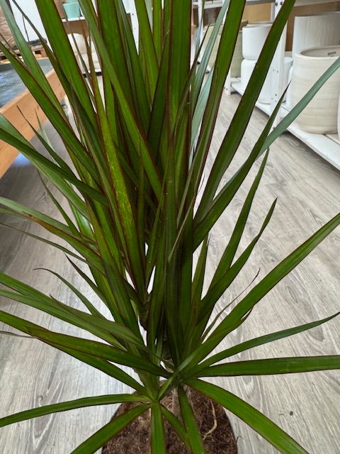 DRACAENA MARGINATA M-17