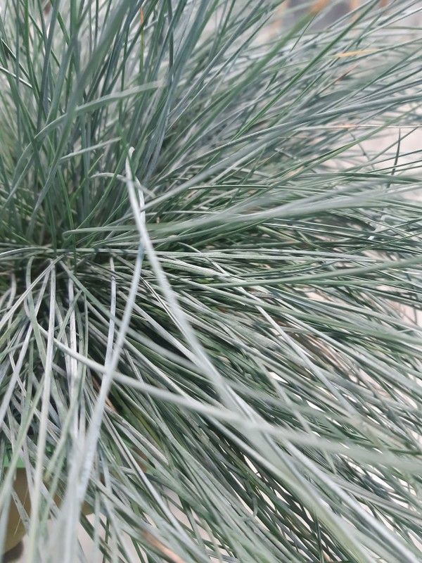Festuca azul, festuca glauca Ø18cm