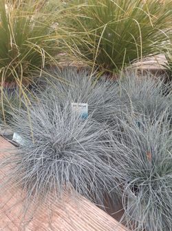 Festuca azul, festuca glaucosa Ø18cm