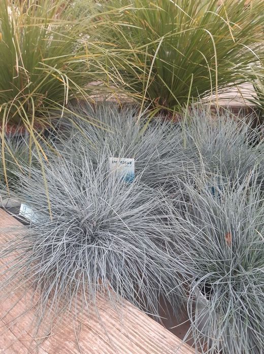 Festuca azul, festuca glaucosa Ø18cm