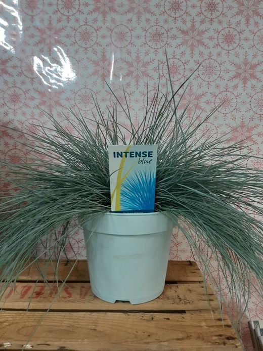 Festuca azul, festuca glaucosa Ø18cm