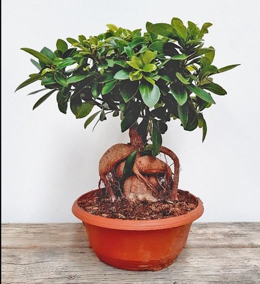 Ficus Ginseng "Ficus Microcarpa" Ø23 Cm