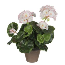 Geranio blanco rosa pvc con manceta gris