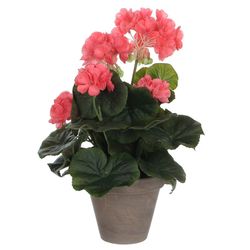 Géranium saumon pvc avec pot gris
