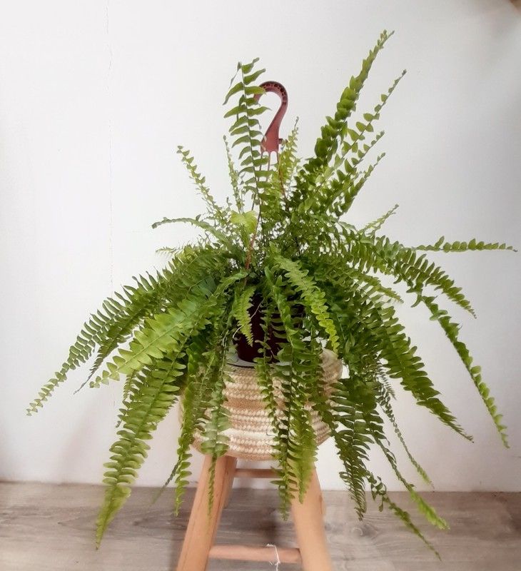 Helecho maceta colgante Ø15cm