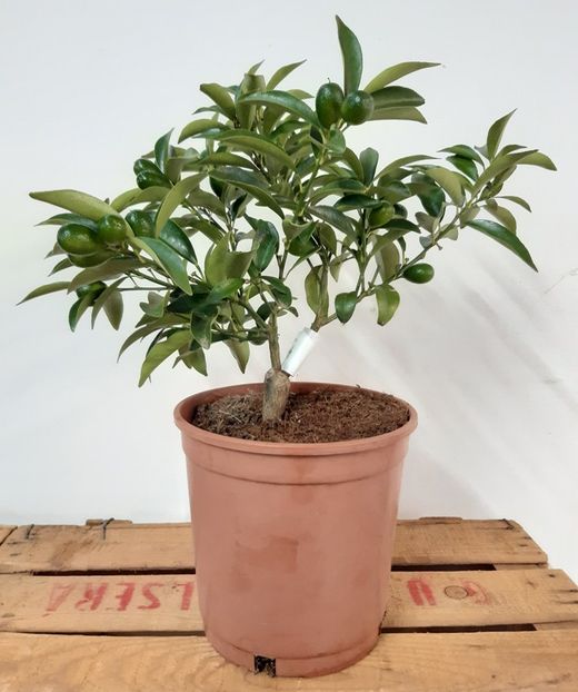Kumquat Nain Ø17cm 35 à 45 cm de haut