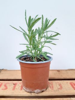 Lavanda, Lavandula Dentata Ø11cm