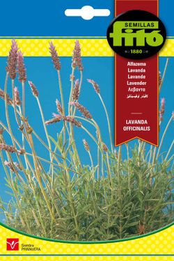 Sementes de lavanda officinalis da marca Fito