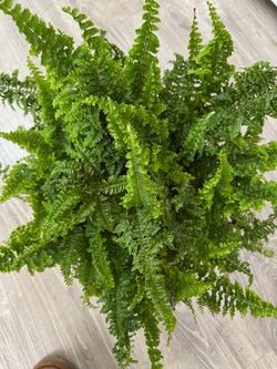 NEPHROLEPSIS TIGER M-17