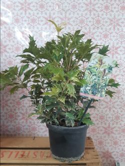 Osmanthus heterophyllus "Goshiki" Ø17cm
