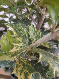 Osmanthus heterophyllus "Goshiki" Ø17cm