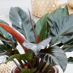 Philodendron Imperial Red, Philodendron Erubescens