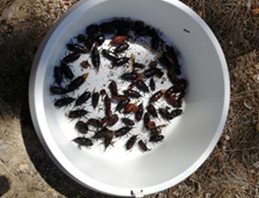 Armadilha do gorgulho vermelho Picusan