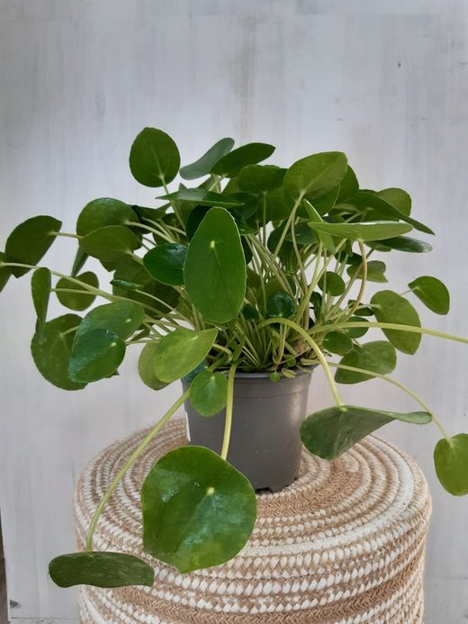 Pilea Peperomioide ou plante à monnaie chinoise Ø12cm 25cm de haut