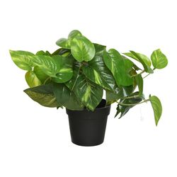 Planta potus artificial