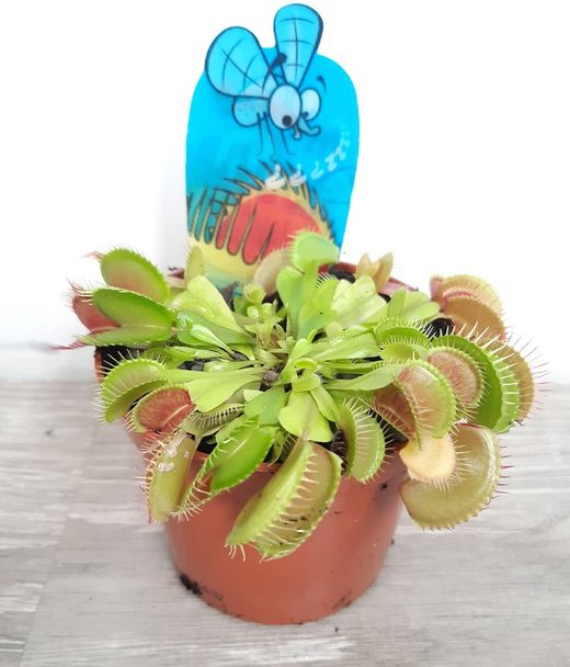 Planta carnivora "Dionea Muscipula" Ø11cm