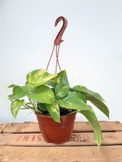 Potho, potus ou potos "Epipremnum Aureum" pendurado