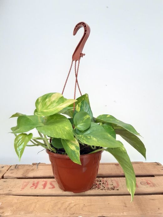 Potho, potus ou potos "Epipremnum Aureum" pendurado