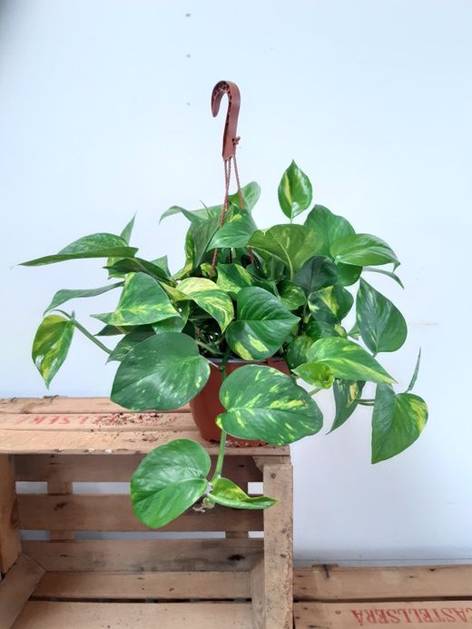 Potho, potus ou potos "Epipremnum Aureum" pendurado