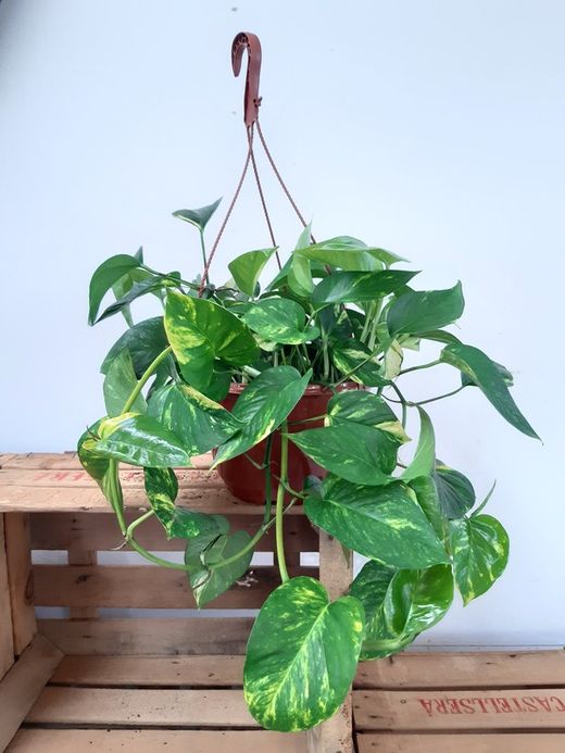 Potho, potus ou potos "Epipremnum Aureum" pendurado