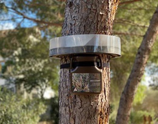 Armadilha de Processo para Lagartas Processionárias de Pinheiro 130cm de perimetre