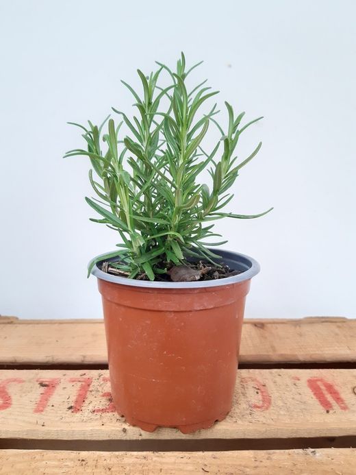 Alecrim, Rosmarinus Officinalis Ø11cm