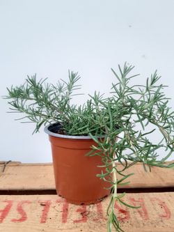 Romero, Rosmarinus Postrata Ø11cm