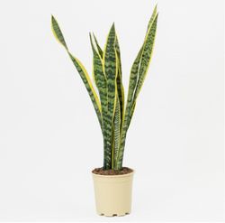 Sansevieria Trifasciata Ø20cm de 50/60cm de altura