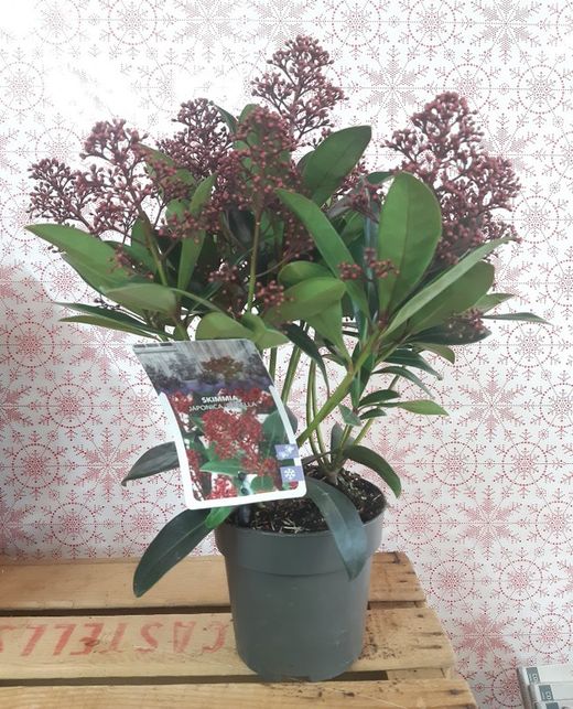 Skimmia Rubella Japonica Ø13cm de 30 à 40 cm de hauteur