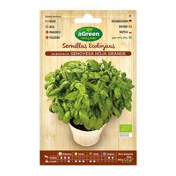 Sobre sementes orgânicas de manjericão genovês verde
