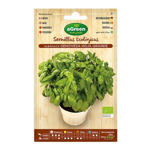 Sobre sementes orgânicas de manjericão genovês verde