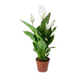 Spathiphyllum Ø20cm de 60/65 cm de altura