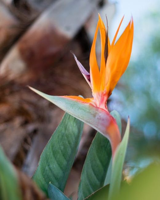 Strelitzia reginae o "Ave del paraíso" Ø13m de 45 a 55 cm de altura