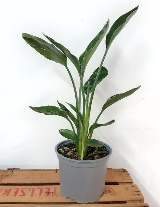 Strelitzia reginae ou "Ave do Paraíso" Ø17m de 50 a 60 cm de altura