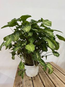 SYNGONIUM M-15