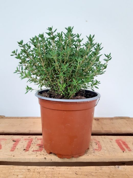 Thym, Thymus Vulgaris Ø11cm