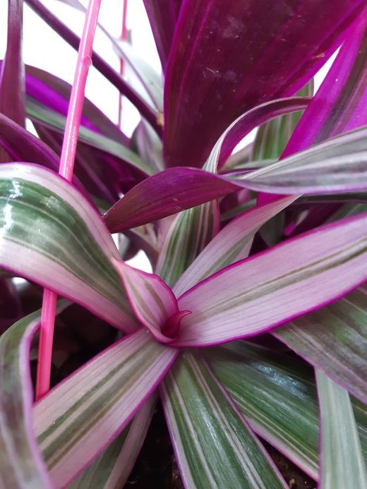 Tradescantia spathacea, "Maguey morado"  Ø18cm