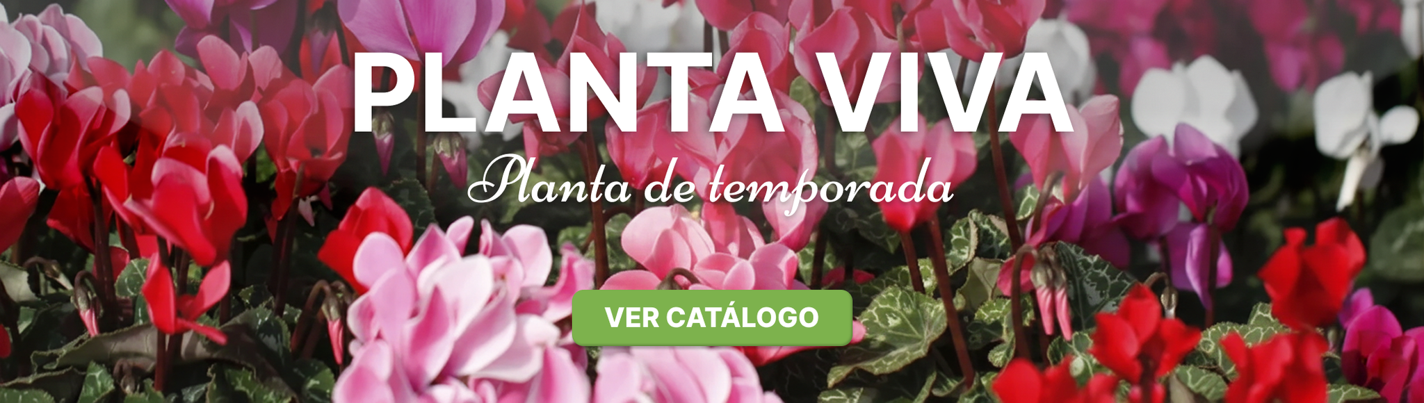 Planta viva